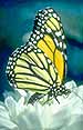 Monarch Butterfly